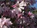 Magnolia Loebnera LEONARD MESSEL