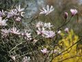 Magnolia Loebnera LEONARD MESSEL