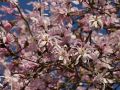 Magnolia Loebnera LEONARD MESSEL