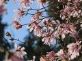 Magnolia Loebnera LEONARD MESSEL