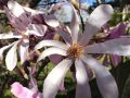 Magnolia Loebnera LEONARD MESSEL
