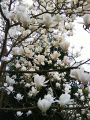 Magnolia pośrednia ALBA SUPERBA