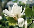 Magnolia pośrednia ALBA SUPERBA