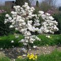 Magnolia pośrednia ALBA SUPERBA