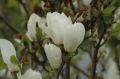 Magnolia pośrednia ALBA SUPERBA