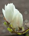 Magnolia pośrednia ALBA SUPERBA