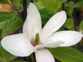 Magnolia pośrednia ALBA SUPERBA