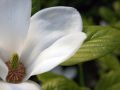 Magnolia pośrednia ALBA SUPERBA