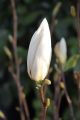 Magnolia pośrednia ALBA SUPERBA