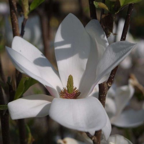 Magnolia pośrednia ALBA SUPERBA
