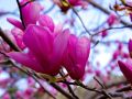 Magnolia SUSAN