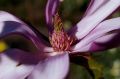 Magnolia SUSAN