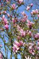 Magnolia SUSAN