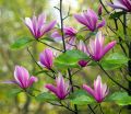 Magnolia SUSAN