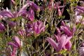 Magnolia SUSAN
