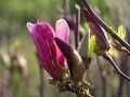Magnolia SUSAN