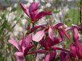 Magnolia SUSAN