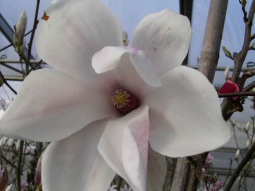 Magnolia SOULANGEANA