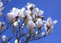 Magnolia soulangeana SPECIOSA
