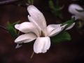 Magnolia soulangeana SPECIOSA