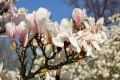 Magnolia soulangeana SPECIOSA