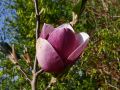 Magnolia SWEET MERLOT