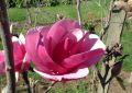 Magnolia SWEET MERLOT