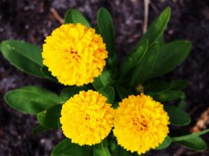 Nachyłek SOLANA GOLDEN SPHERE