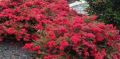 Lagerstroemia indyjska RED FILLI