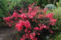 Lagerstroemia indyjska RED FILLI