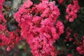 Lagerstroemia indyjska RED FILLI