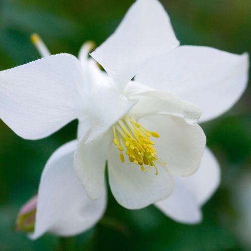 Orlik Błękitny SPRING MAGIC WHITE