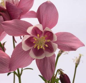 Orlik Błękitny SPRING MAGIC ROSE AND WHITE