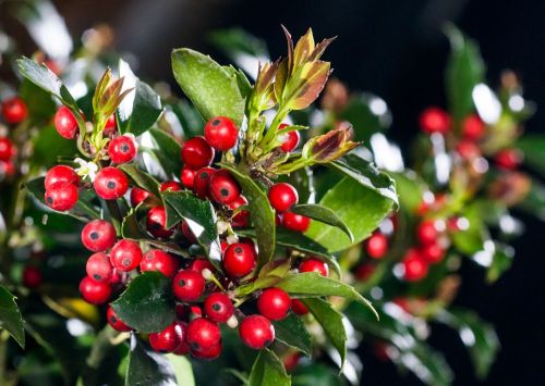 Ostrokrzew BLUE ANGEL