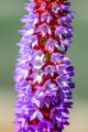 PIERWIOSNEK VIALA RED HOT POKER