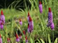 PIERWIOSNEK VIALA RED HOT POKER