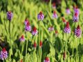 PIERWIOSNEK VIALA RED HOT POKER