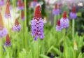 PIERWIOSNEK VIALA RED HOT POKER