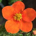 PIĘCIORNIK krzewiasty TANGERINE