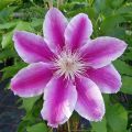 Powojnik CLEMATIS DOCTOR RUPPEL