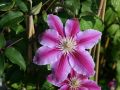 Powojnik CLEMATIS DOCTOR RUPPEL