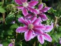 Powojnik CLEMATIS DOCTOR RUPPEL