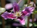 Powojnik CLEMATIS DOCTOR RUPPEL