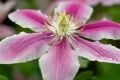 Powojnik CLEMATIS DOCTOR RUPPEL