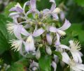 Powojnik CLEMATIS bylinowy PRAECOX