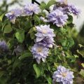 Powojnik CLEMATIS MAZURY