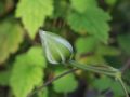 Powojnik CLEMATIS MAZURY