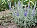 Przetacznik SIWY VERONICA INCANA