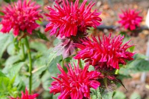 Pysznogłówka BEE HAPPY