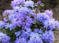 Rhododendron różanecznik BUCHLOVICE